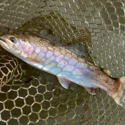 寒波到来！ 大安トラウトレイク